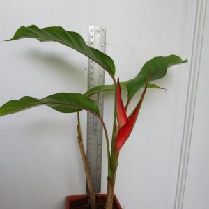 Heliconia dwarf jamaican