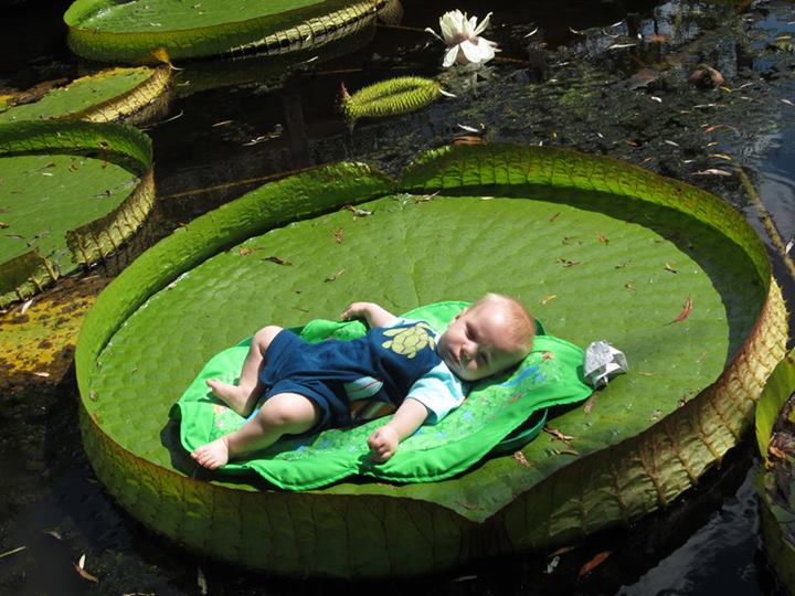Victoria amazonica seeds
