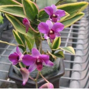 Dendrobium phalaenopsis mini variegated