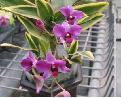 Dendrobium phalaenopsis mini variegated