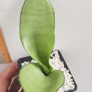 Sansevieria moonshine