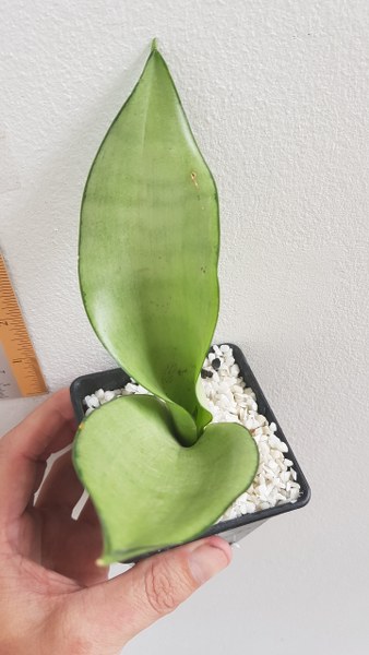 Sansevieria moonshine