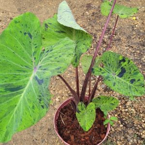Colocasia Mojito