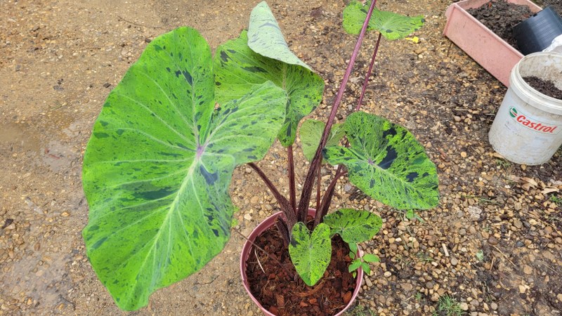 Colocasia Mojito
