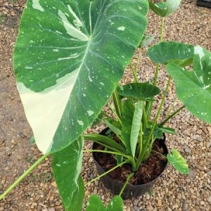 Colocasia Milky Way