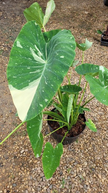Colocasia Milky Way