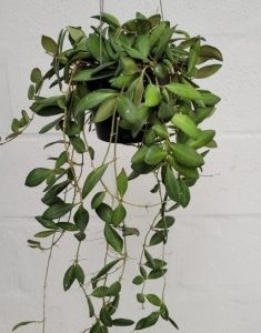 Hoya tsangii (large)