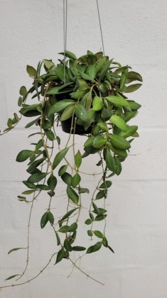 Hoya tsangii (large)
