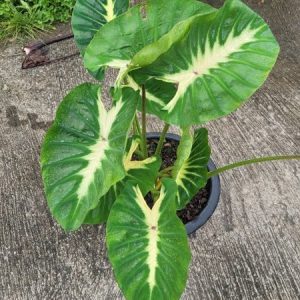Colocasia Maui sunrise