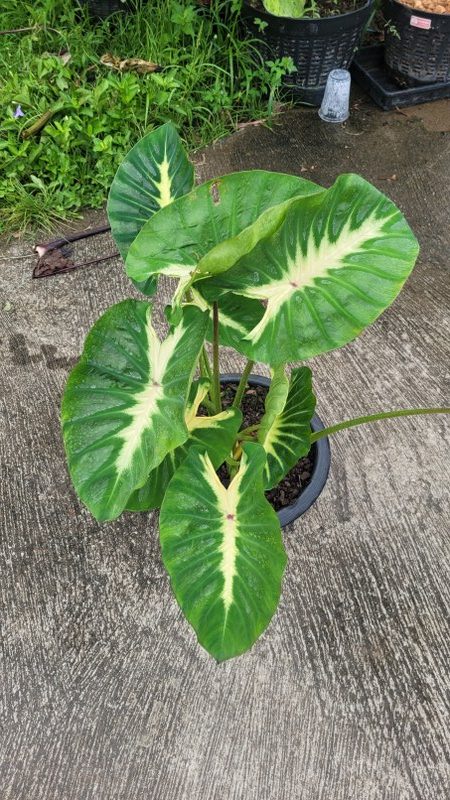 Colocasia Maui sunrise