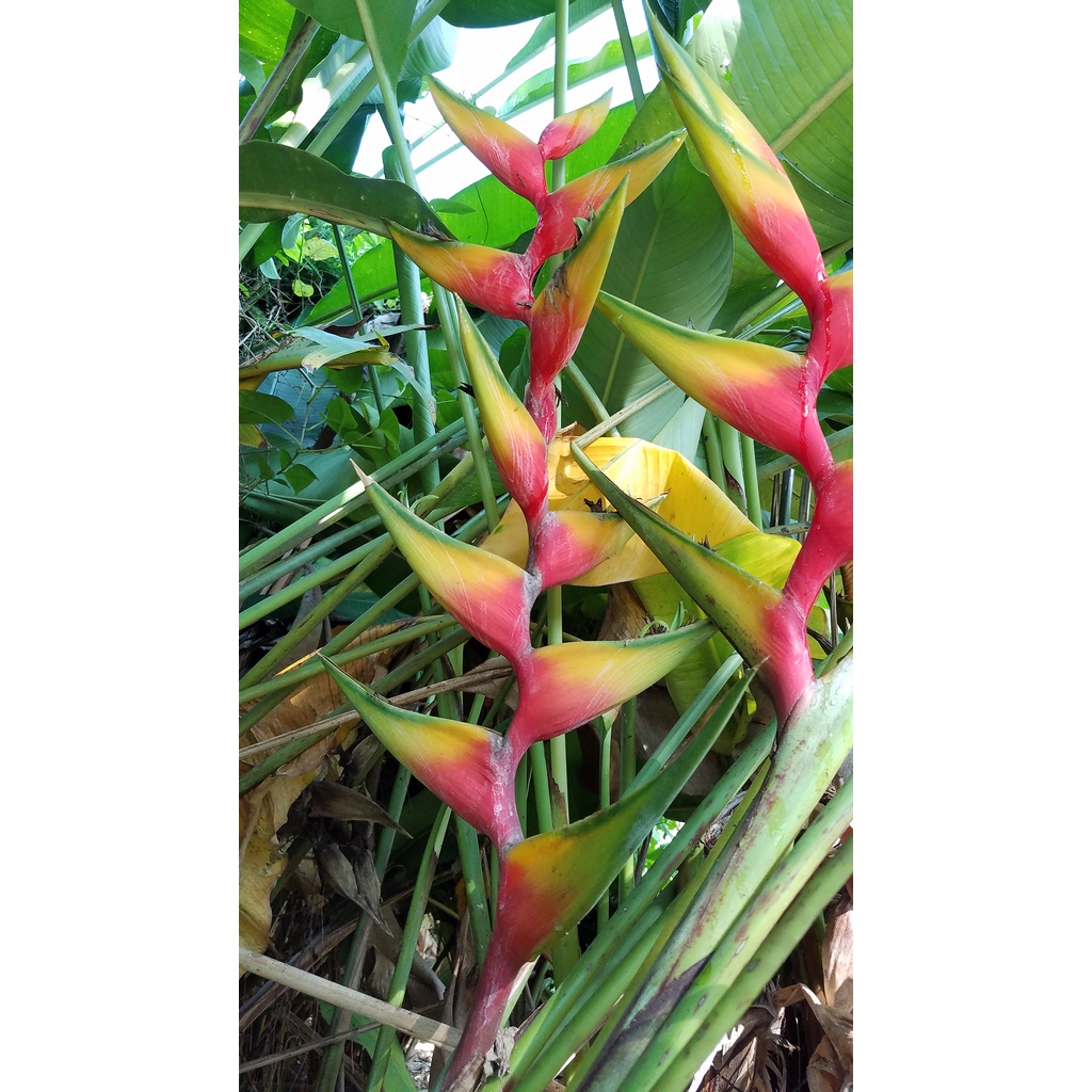 Heliconia nappi