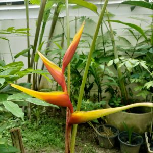 Heliconia x spathocirnata 'Cinnamon Twist'