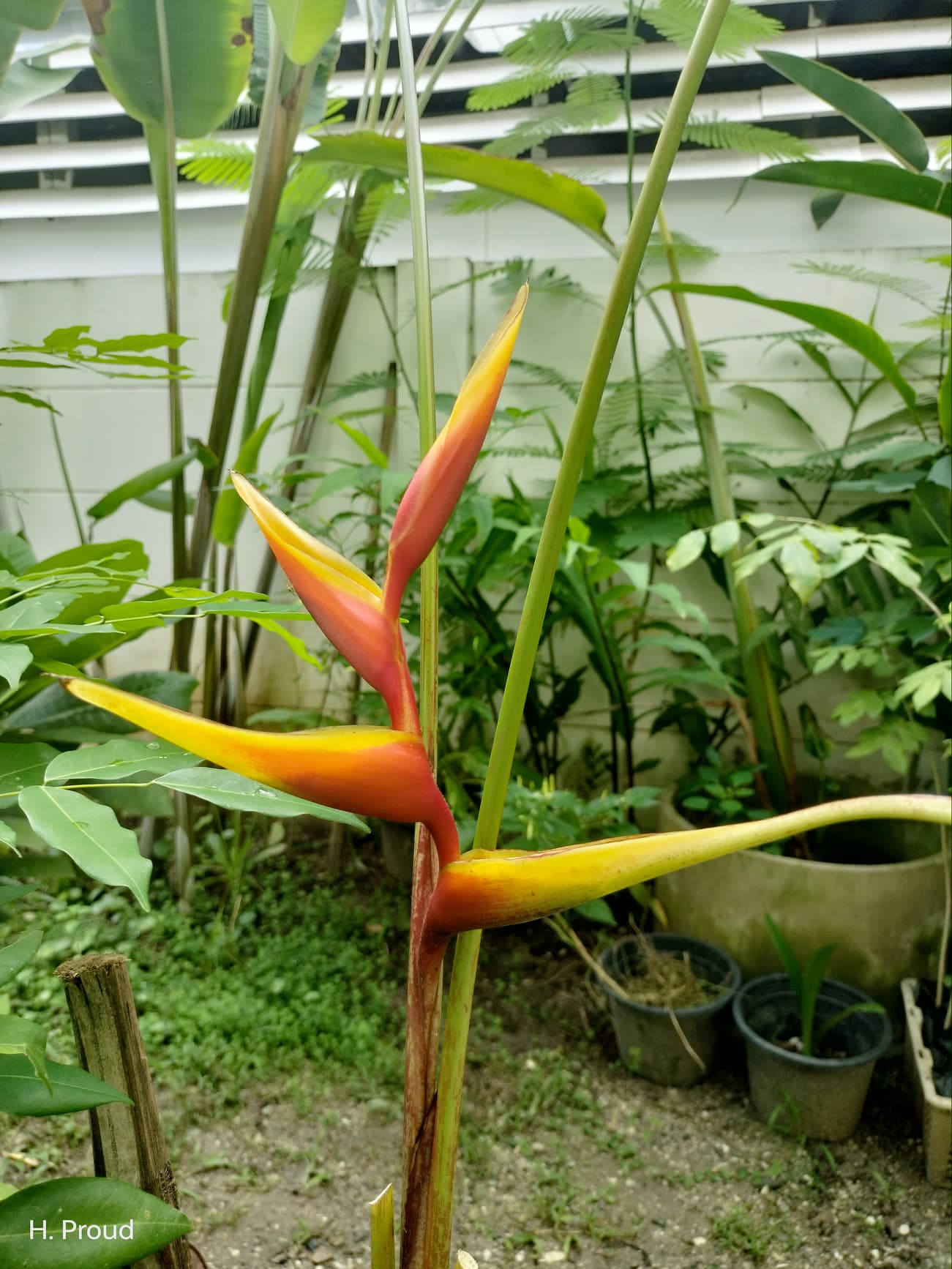 Heliconia x spathocirnata 'Cinnamon Twist'
