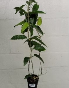 Hoya sp. PNG SV 441 (SL selection)