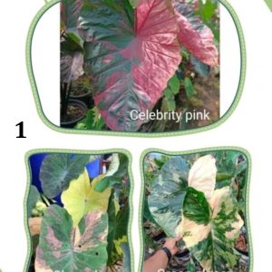 Colocasia NEW HYBRID seeds .nr 01