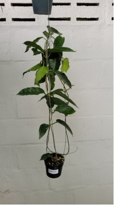 Hoya sp. PNG SV 441 (SL selection)