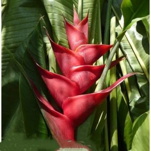 Heliconia purpurea
