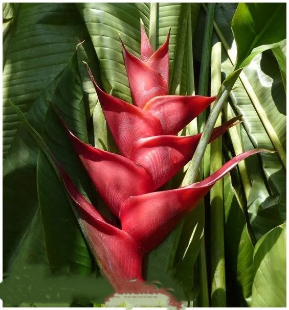 Heliconia purpurea