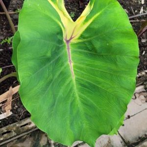Colocasia queen of the phoenix