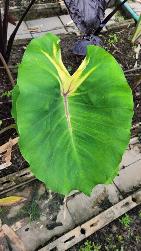 Colocasia queen of the phoenix