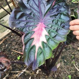 Colocasia inferno falls