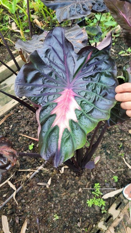 Colocasia inferno falls