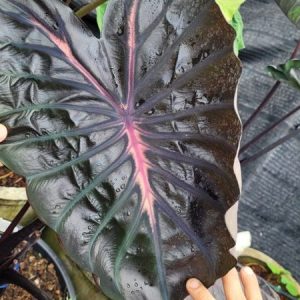 Colocasia pink ribbon