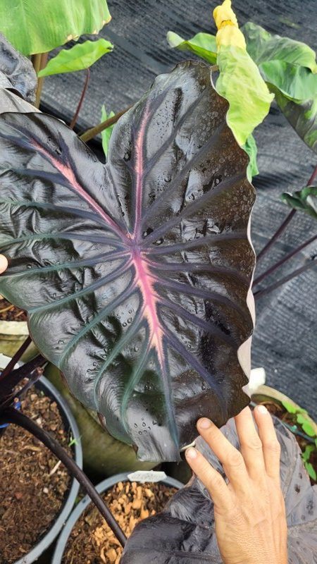 Colocasia pink ribbon