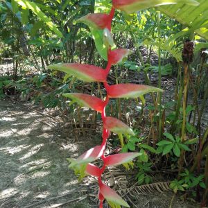 Heliconia chartacea morning mist
