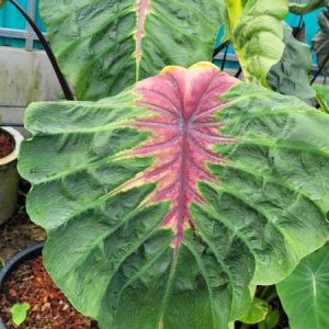 Colocasia light pillar