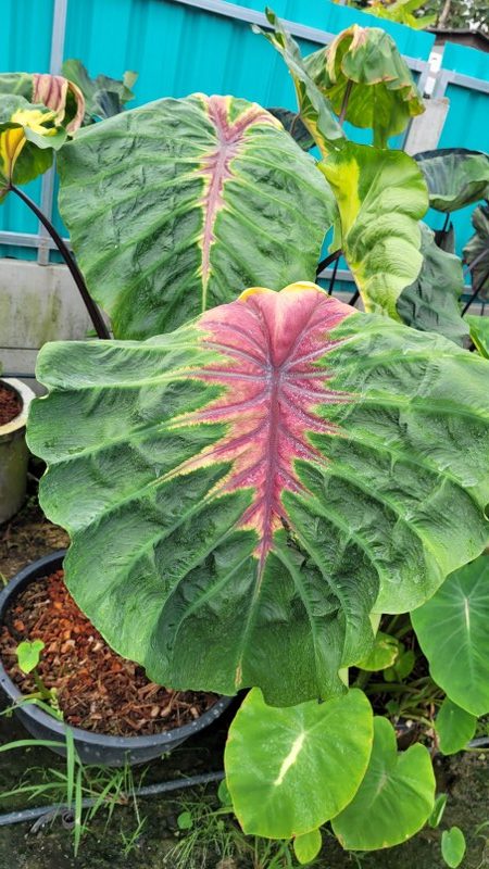 Colocasia light pillar