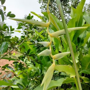 Heliconia chartacea meeana yellow