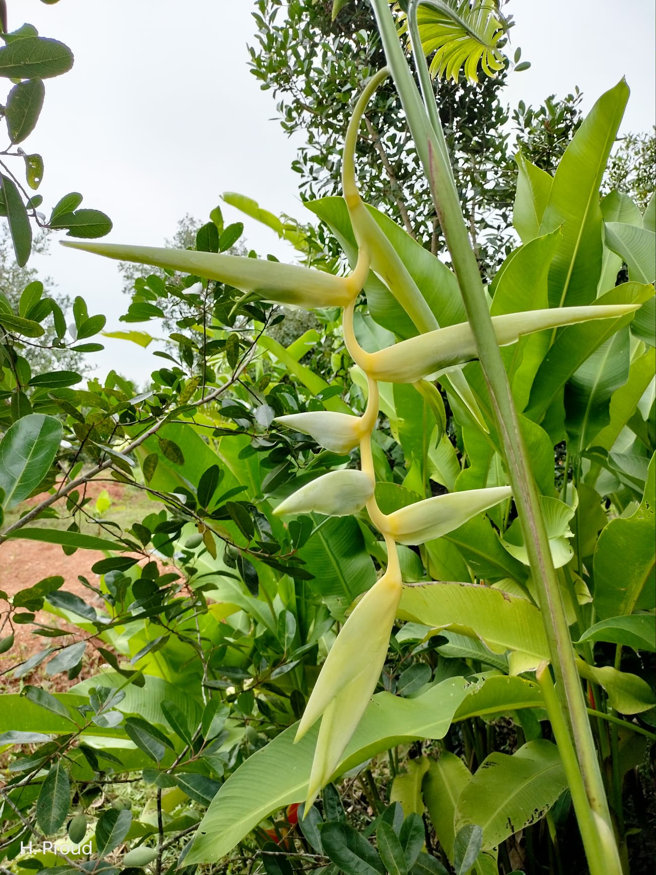 Heliconia chartacea meeana yellow