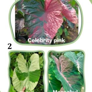 Colocasia NEW HYBRID seeds nr 02
