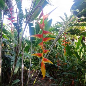 Heliconia chartacea sexy orange