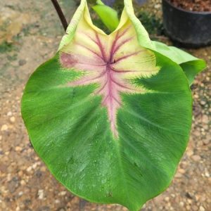 Colocasia pig tailed princess