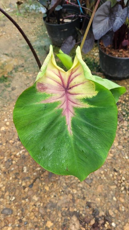 Colocasia pig tailed princess