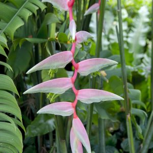 Heliconia chartacea sexy pink