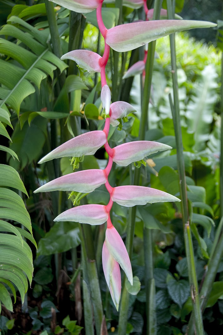 Heliconia chartacea sexy pink