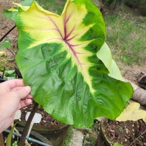 Colocasia friendship