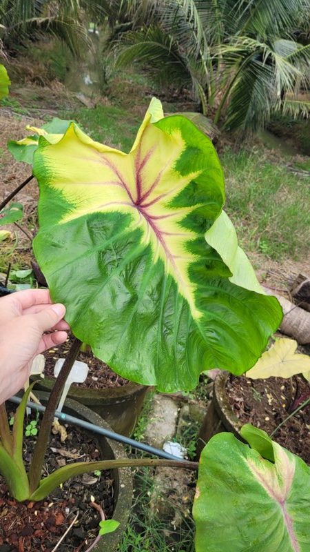 Colocasia friendship