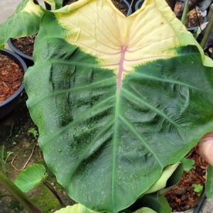 Colocasia jade crane