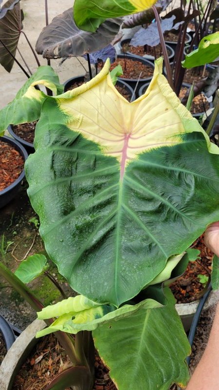 Colocasia jade crane