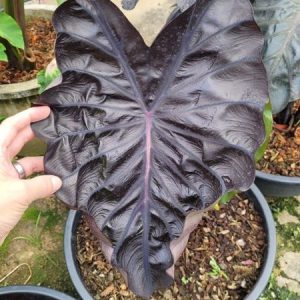 Colocasia red comet