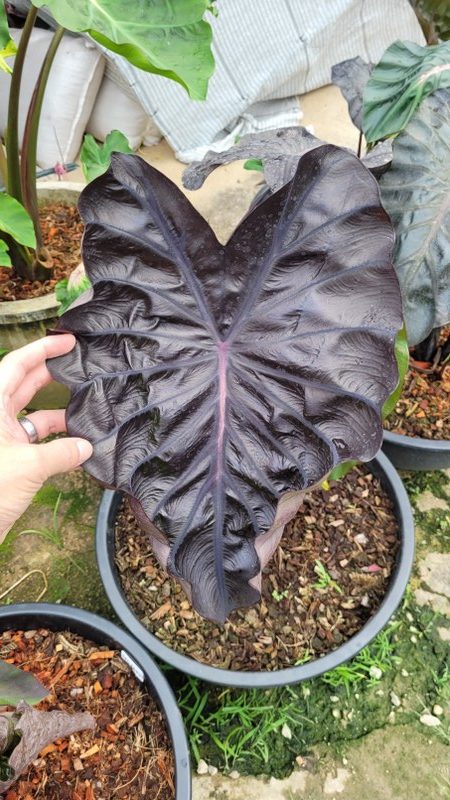 Colocasia red comet