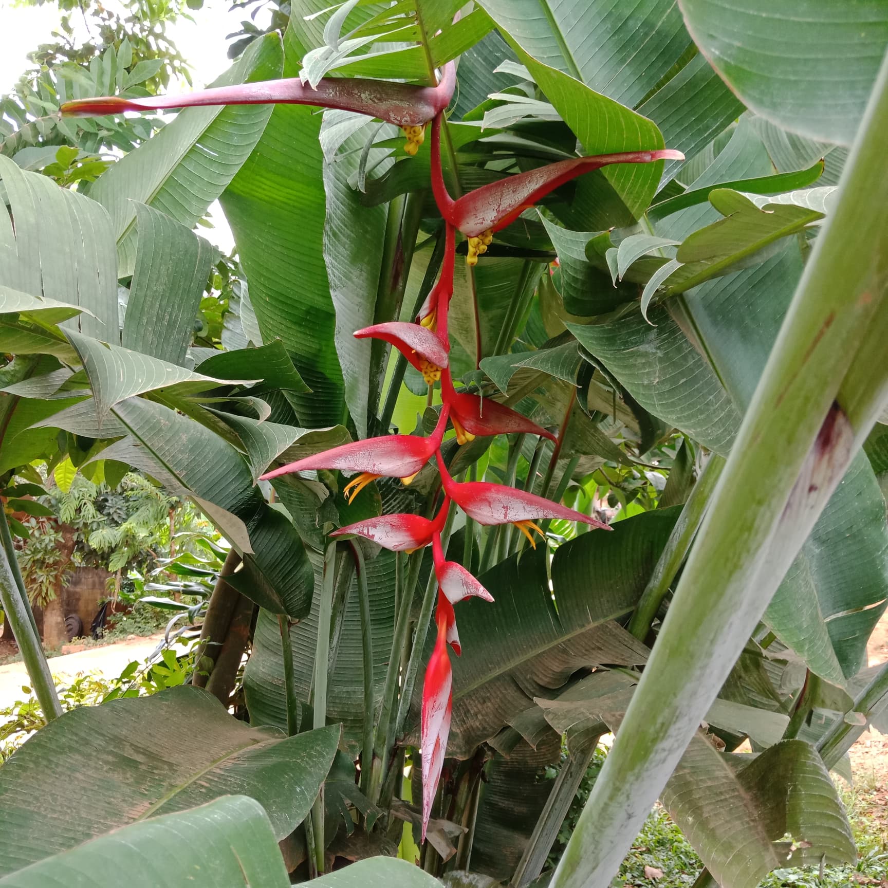 Heliconia collinsiana