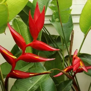 Heliconia collinsiana x bourgeana 'Pedro Ortiz'