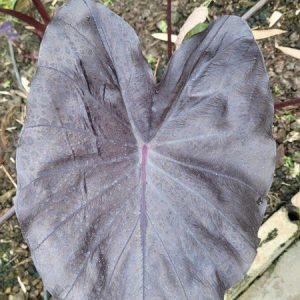 Colocasia secret