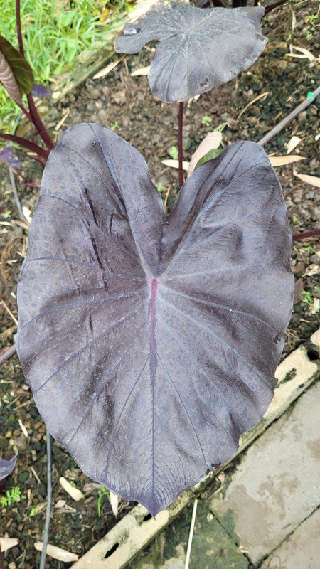 Colocasia secret