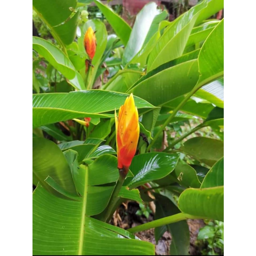 Heliconia episcopalis